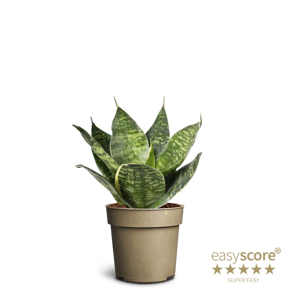 SANSEVIERIA TRIFASCIATA 'HAHNII', D 11