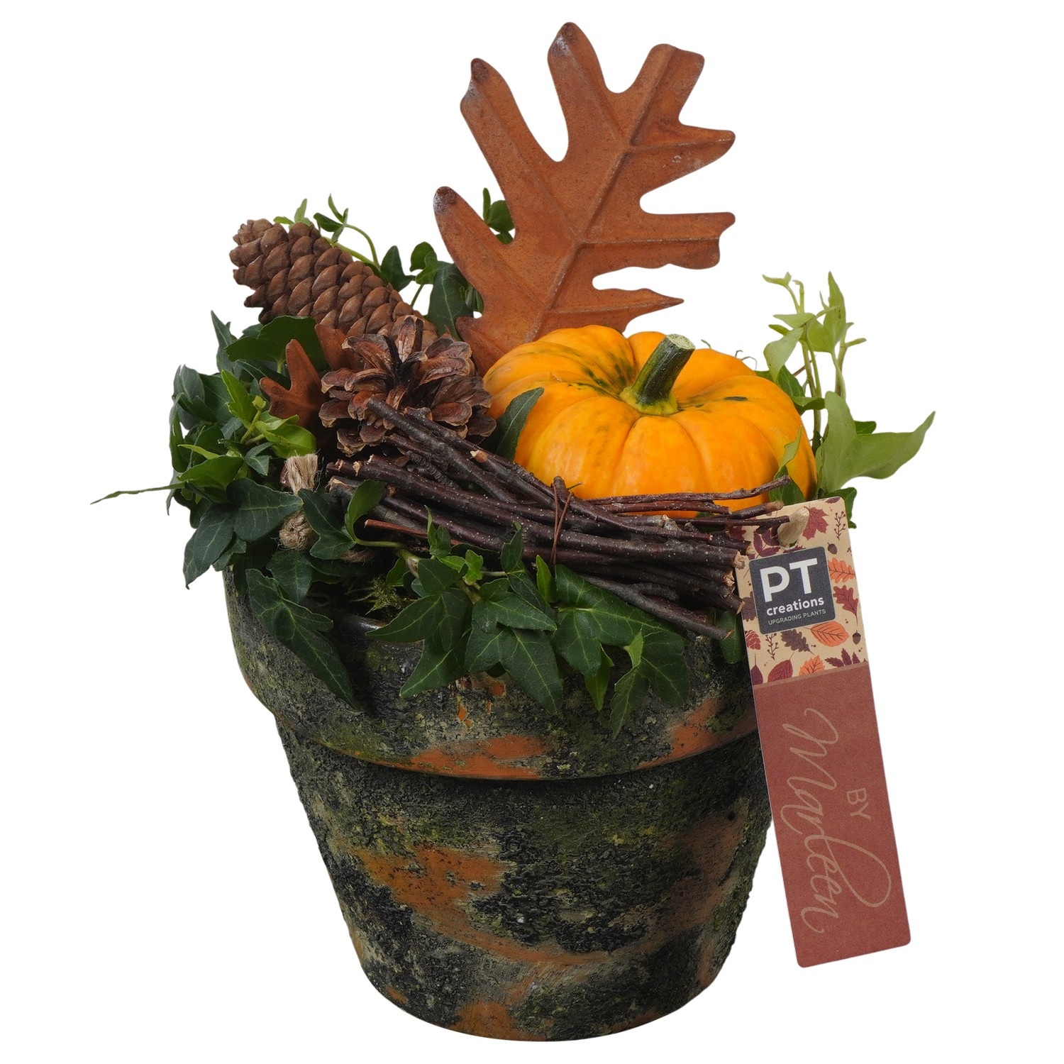 PTSF8230 Arrangement Kalebas hedera in terracotta pot, D 16 cm