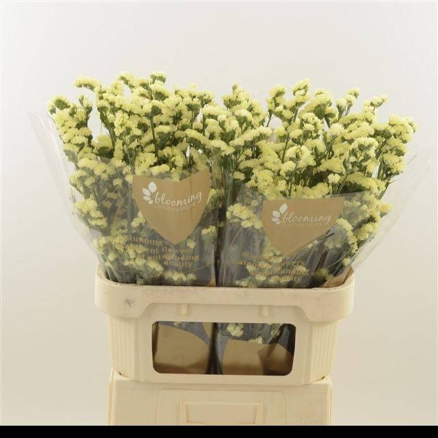 Статица Глосси Вингз 70, шт.