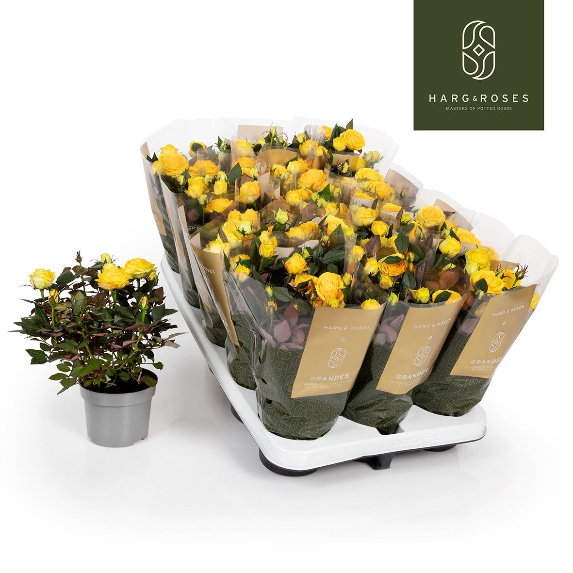 Rosa Kordana Grande Sunstar, D 10,5