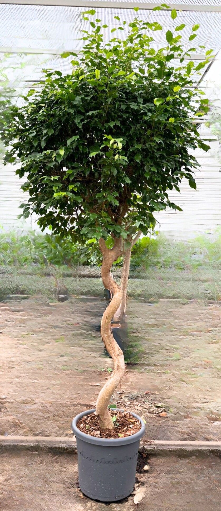 Ficus Benjamina Exotica spiraal p48, D 48