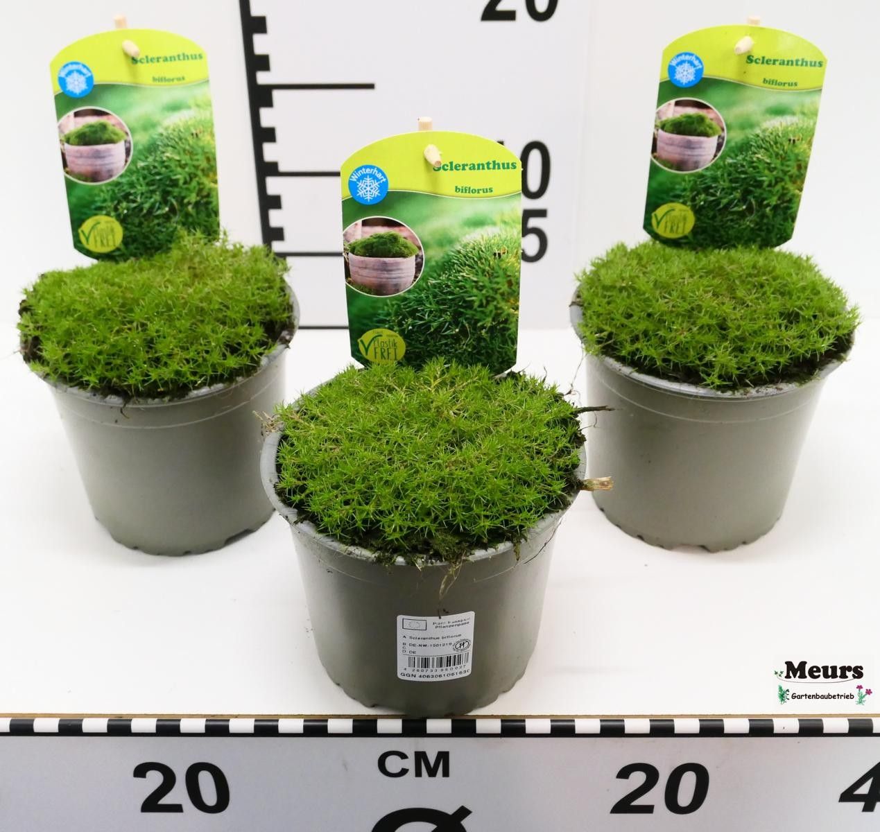 Scleranthus biflorus, D 13