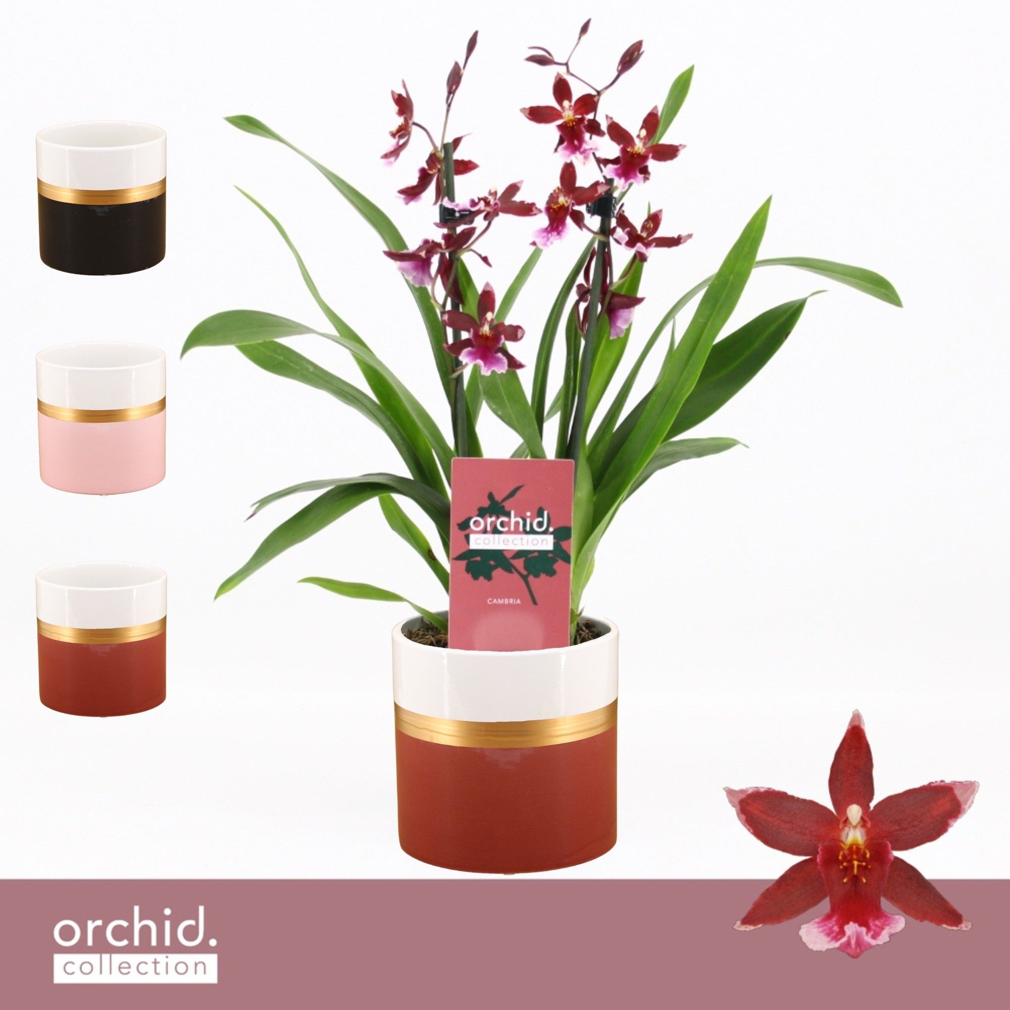 Barrocco Red, 2-spike Compact in Dolomite Horizon 'Orchid Collection', D 12