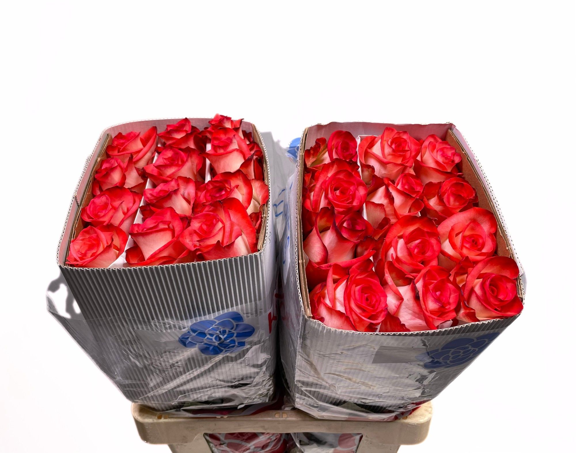 Роза од. Игуана 50, шт.