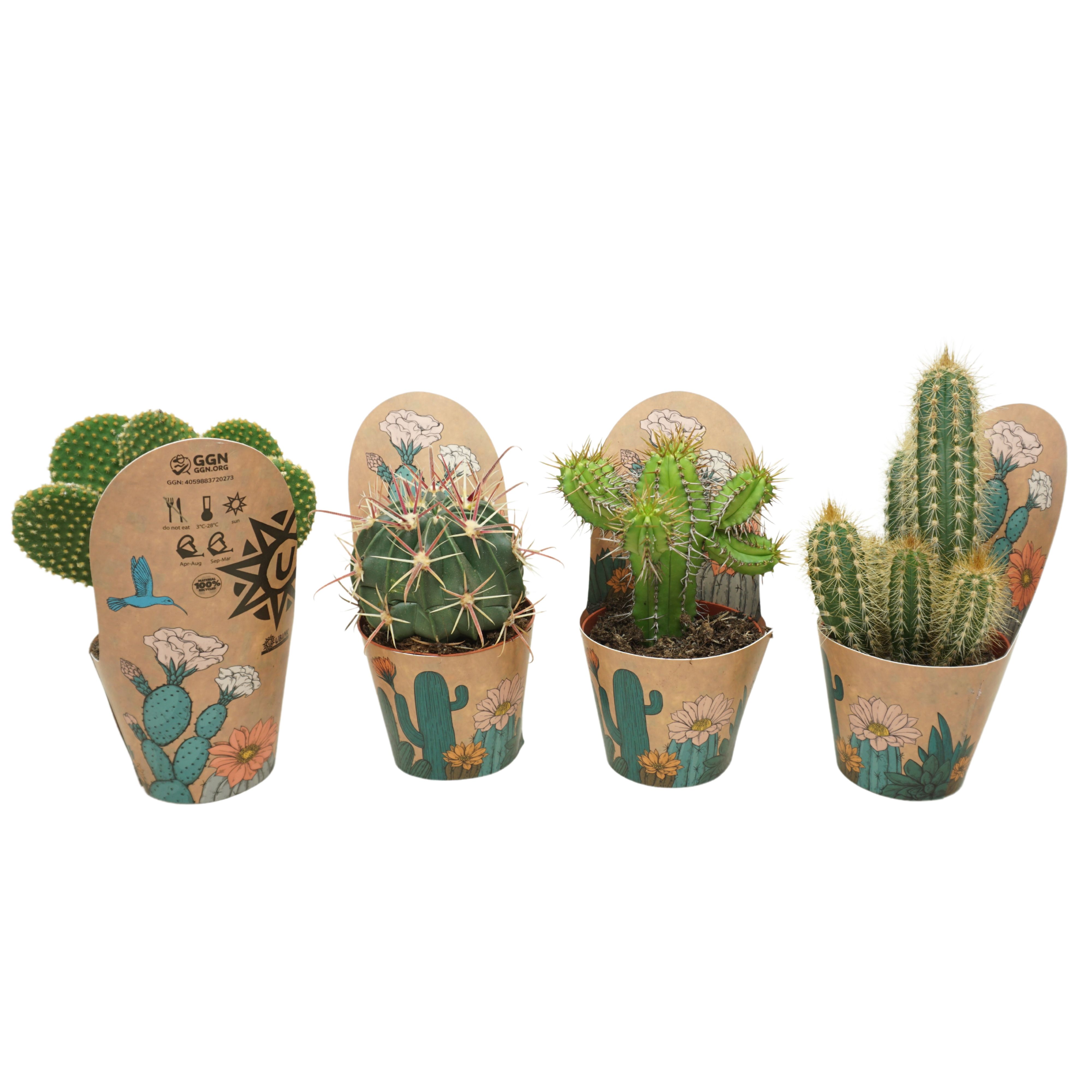 Cactus mix 8,5 cm in Ubink potcover, D 8,5