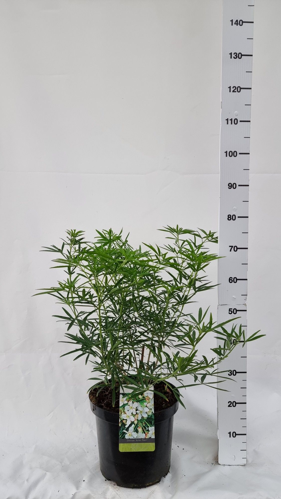 Choisya 'Aztec Pearl', D 30