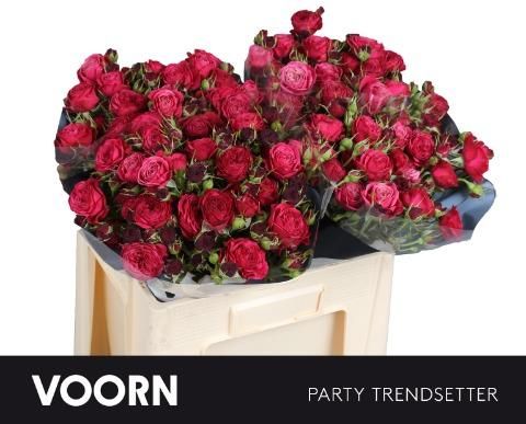 Роза куст. Пати Трендсеттер 50, шт.