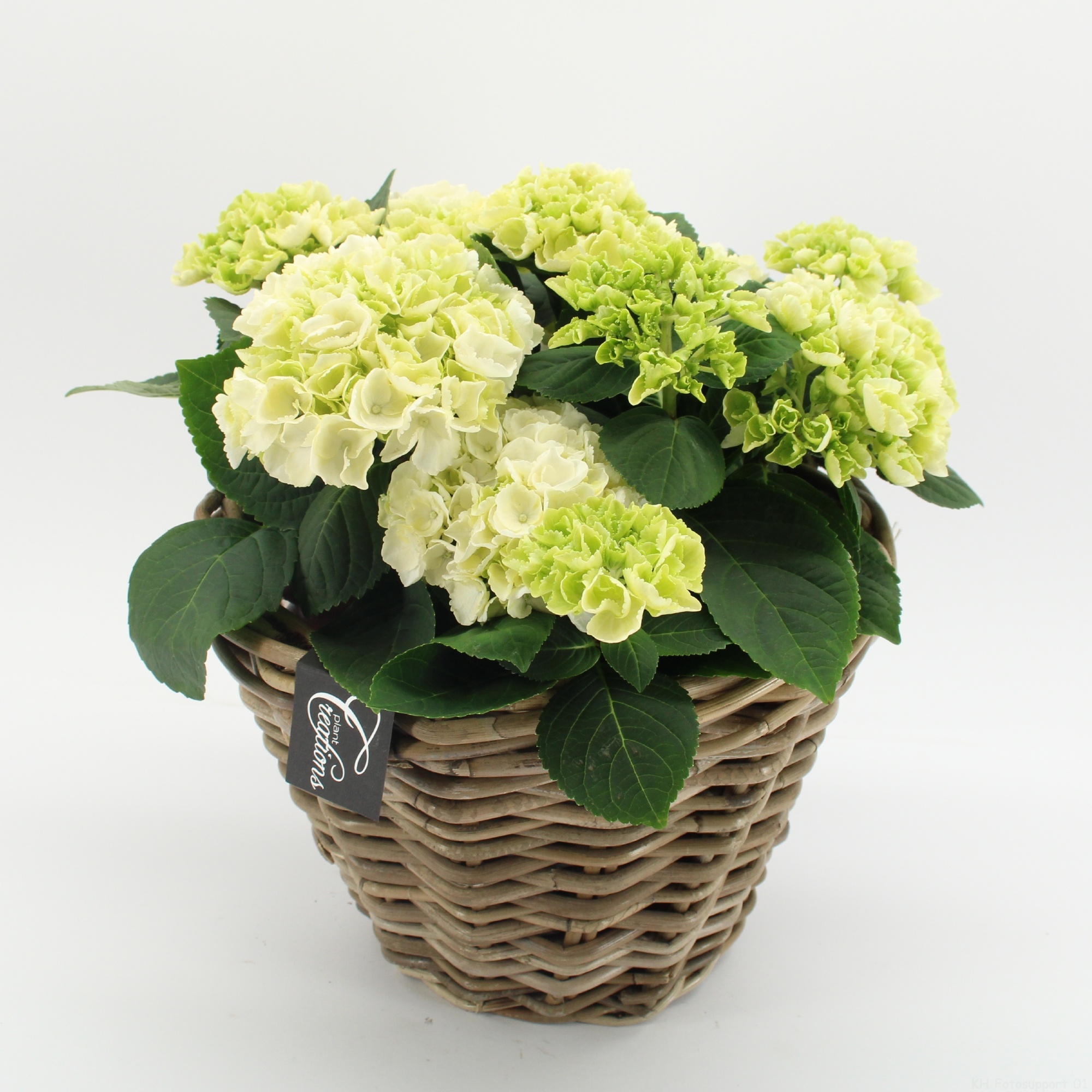 KHCR-2612W Hydrangea creations, D 29