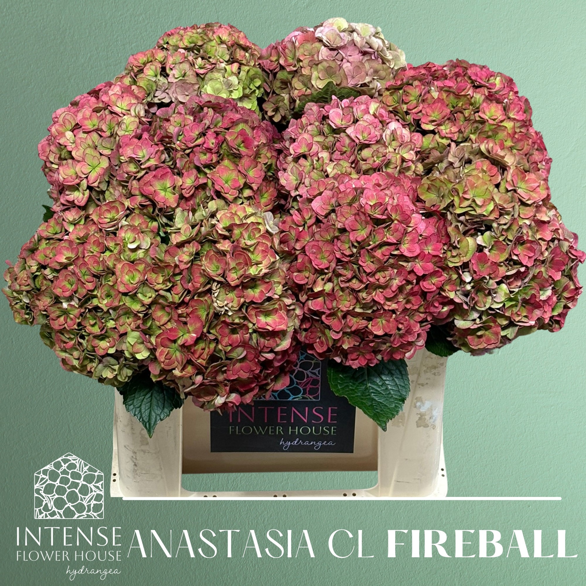 Гортензия Роял Анастасия Классик 50, шт.