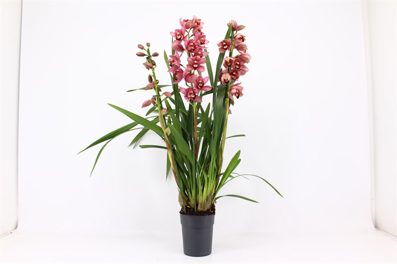 Cymbidium p14 Jolly Red 3T, D 14