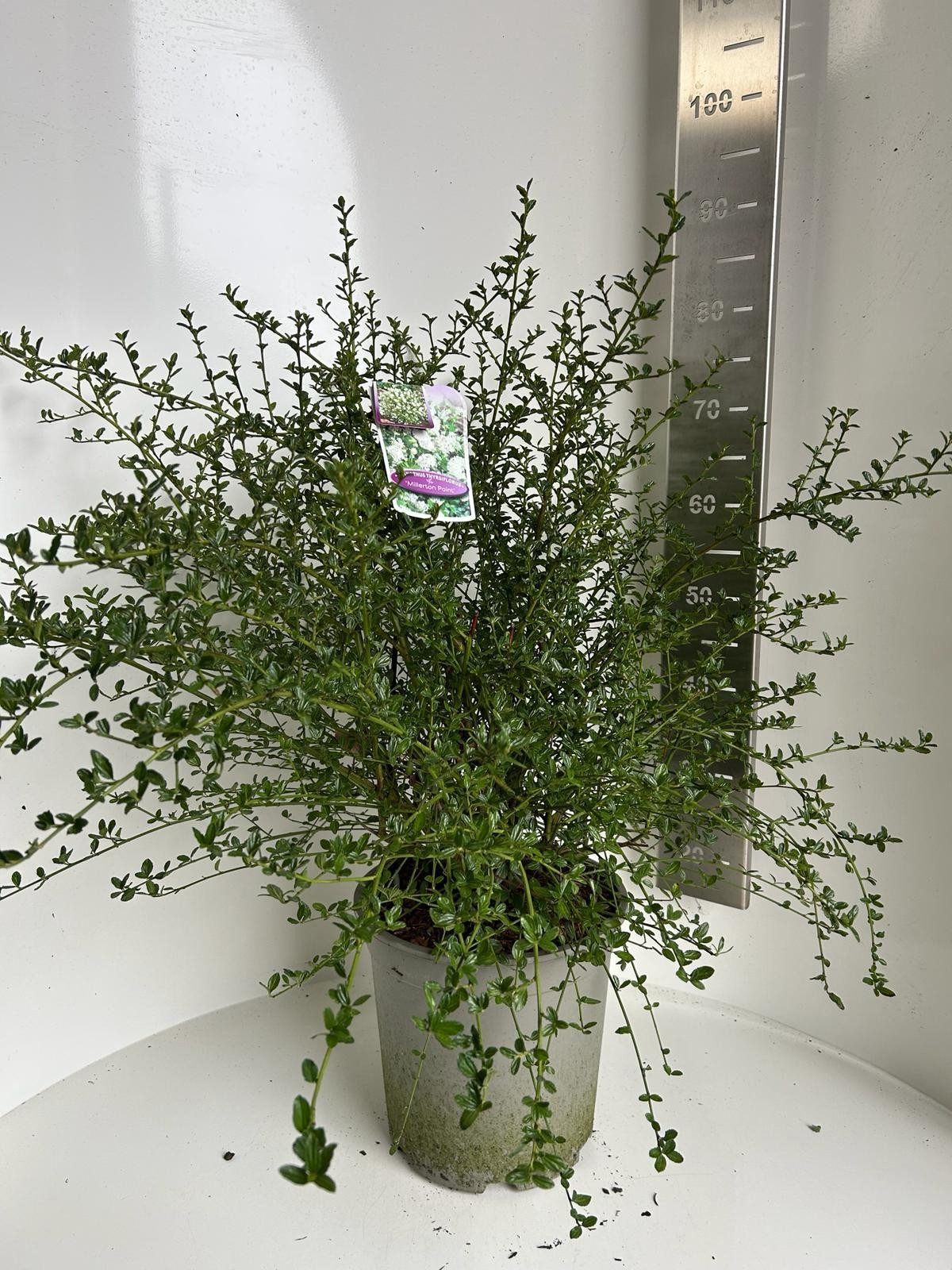 Ceanothus thyr. Millerton Point, D 27