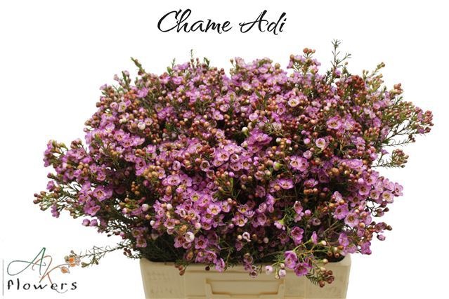 Шамелациум Ади 60 (роз.), шт.