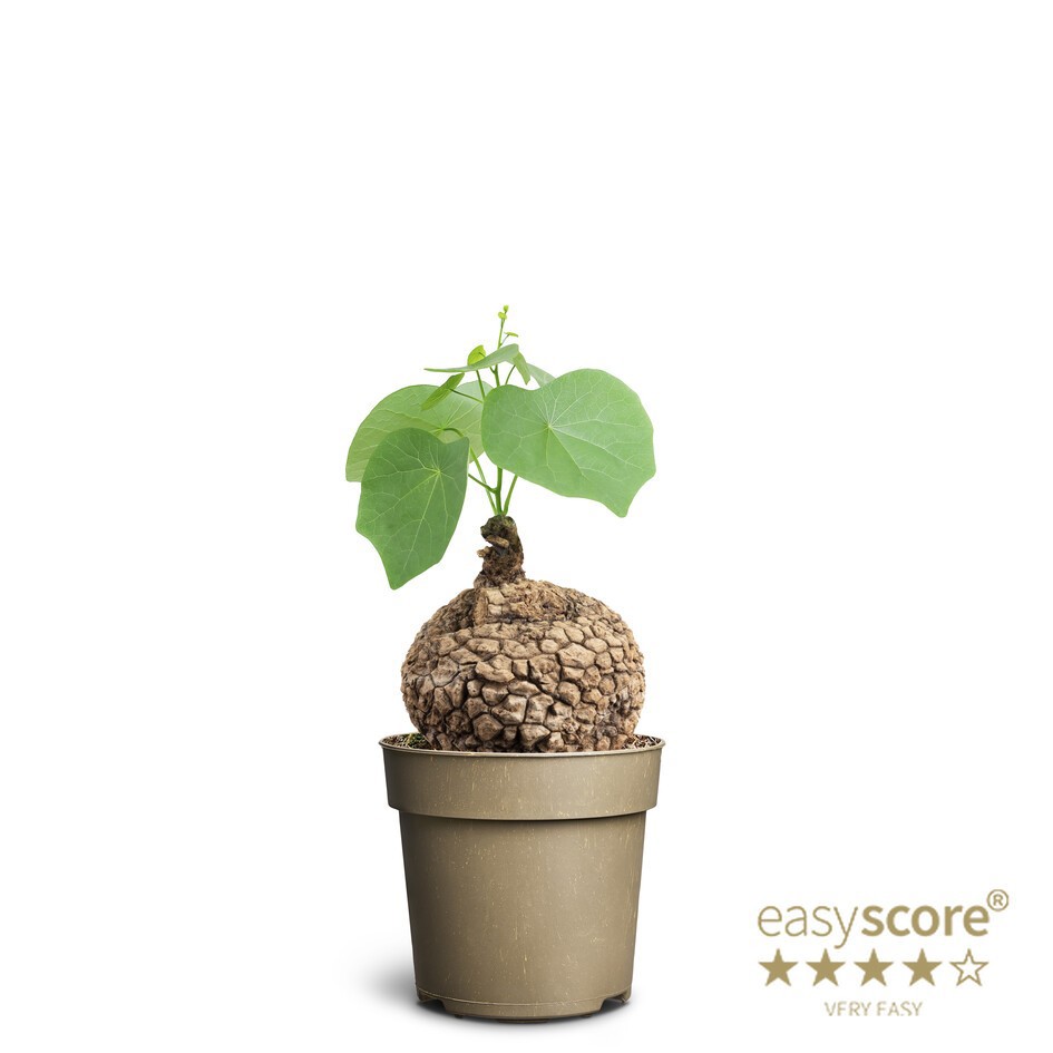 STEPHANIA SUBEROSA, D 11