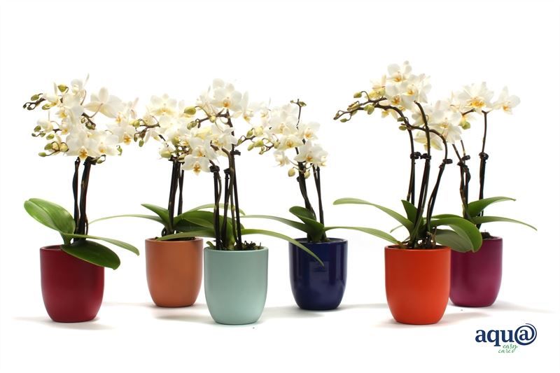 Hugo p06 mix paradise Phal Tiny Dolls white 3T18+ Aqu@, D 6