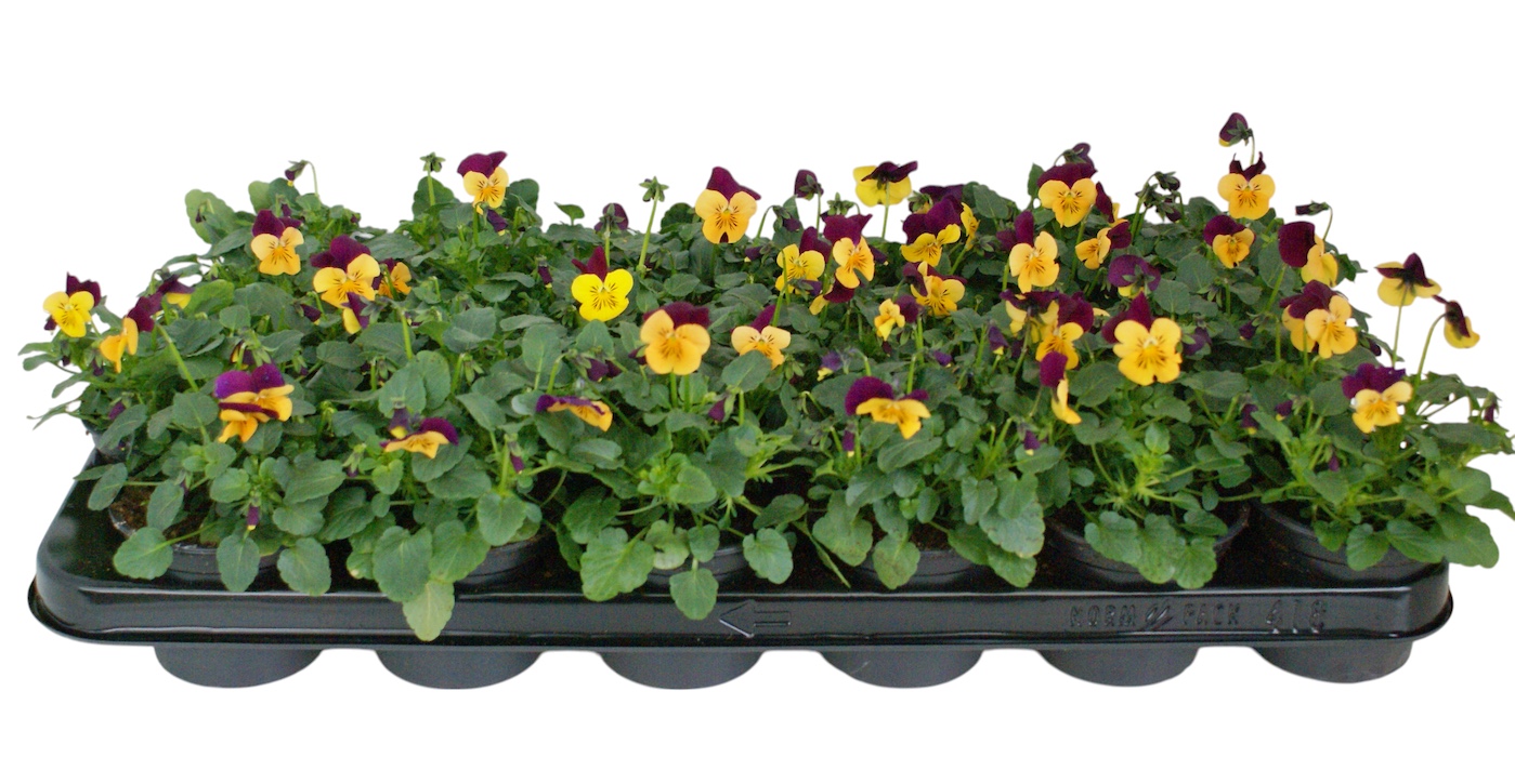 Viool corr oranje paarse vlag p9, D 9