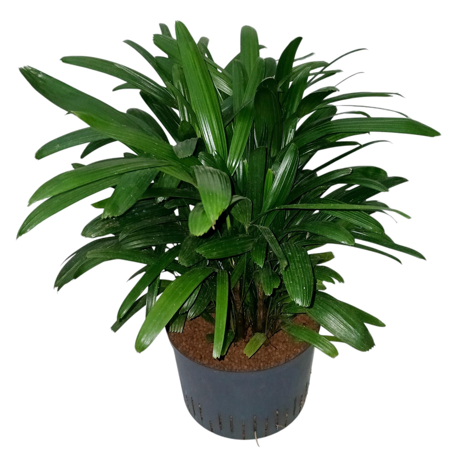 RHAPIS EXCELSA HY, D 28