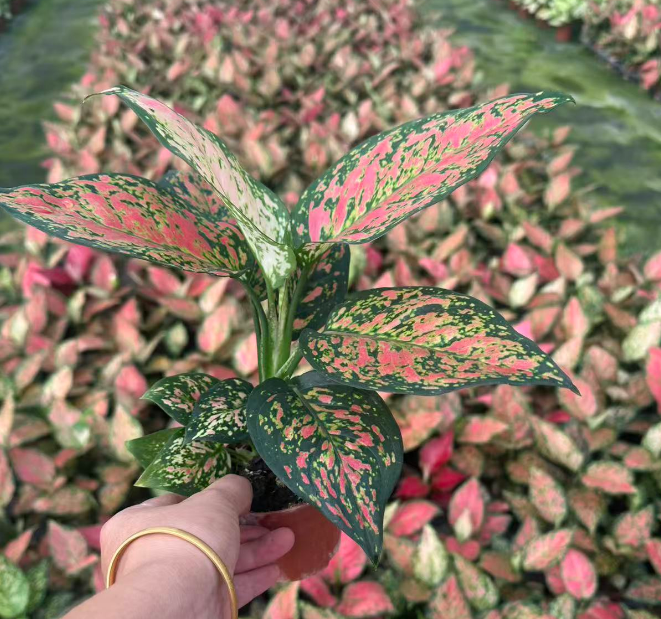 Аглаонема аньямани нэрроу 9 25 9 20