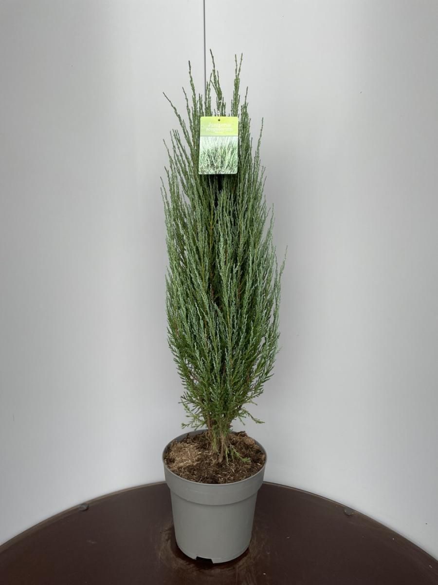 Juniperus s. 'Blue Arrow', D 29