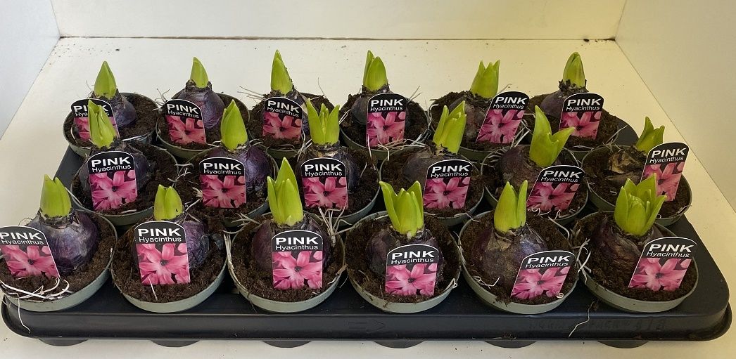 9 cm Hyacint Pink Pearl, D 9