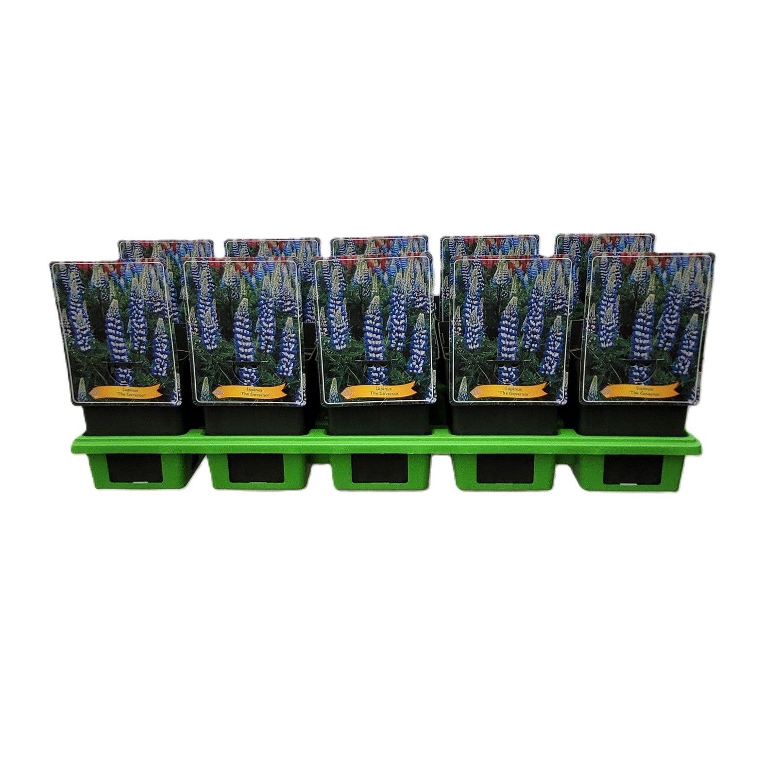 Lupinus 'The Governor' P11, D 11 cm