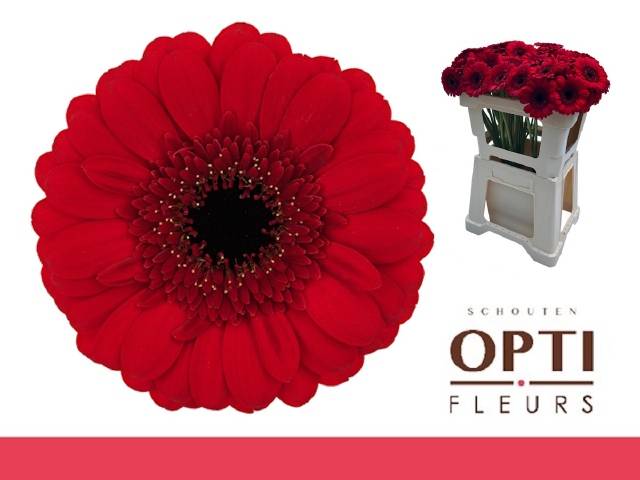 Гермини Рэд Руби, шт.