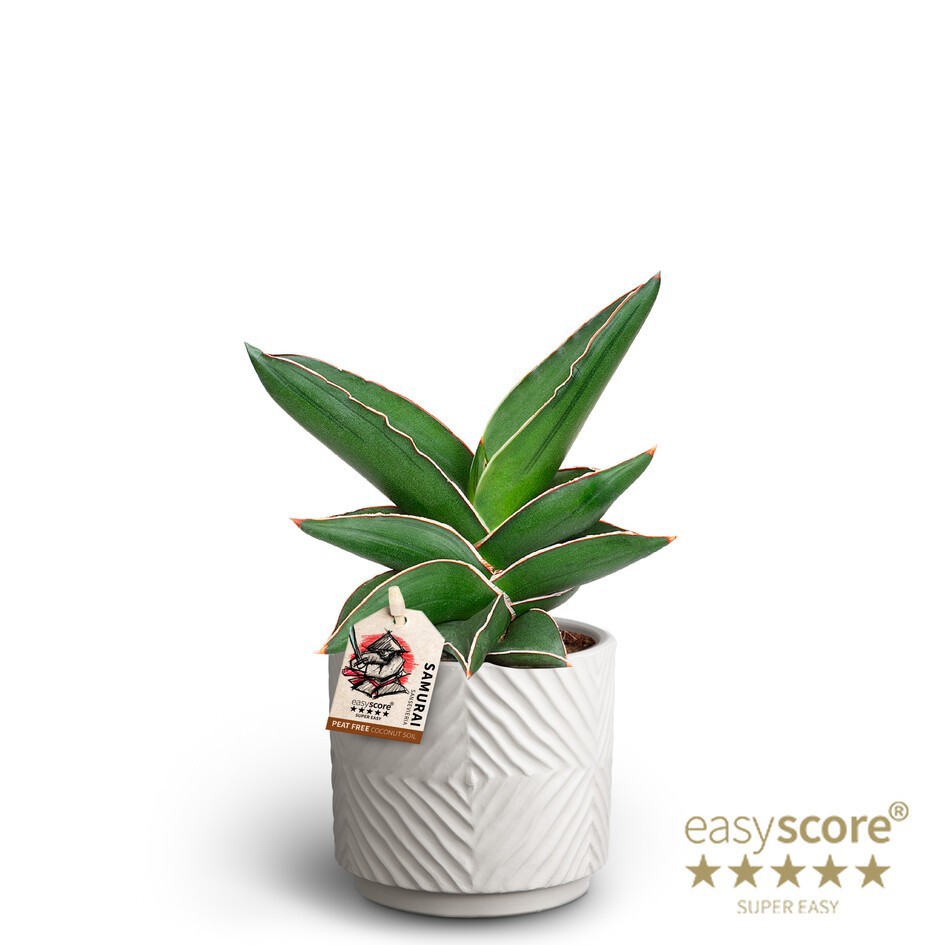 SANSEVIERIA EHRENBERGII 40935025 Dune 'SAMURAI DWARF', D 10 cm SANSEVIERIA EHRENBERGII 40935025 Dune 'SAMURAI DWARF', D 10 cm