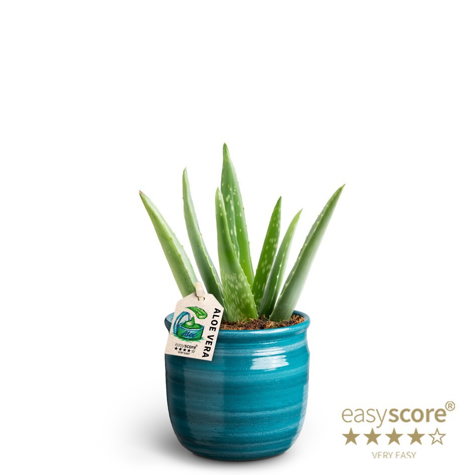 Maceta Teal, Aloe Vera, D 10