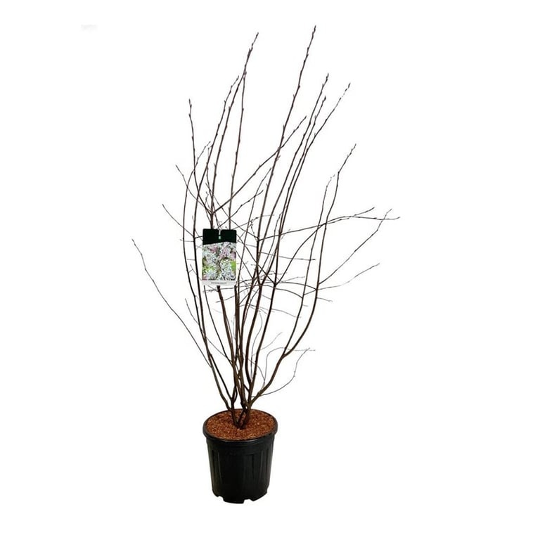 Amelanchier lamarckii, D 32