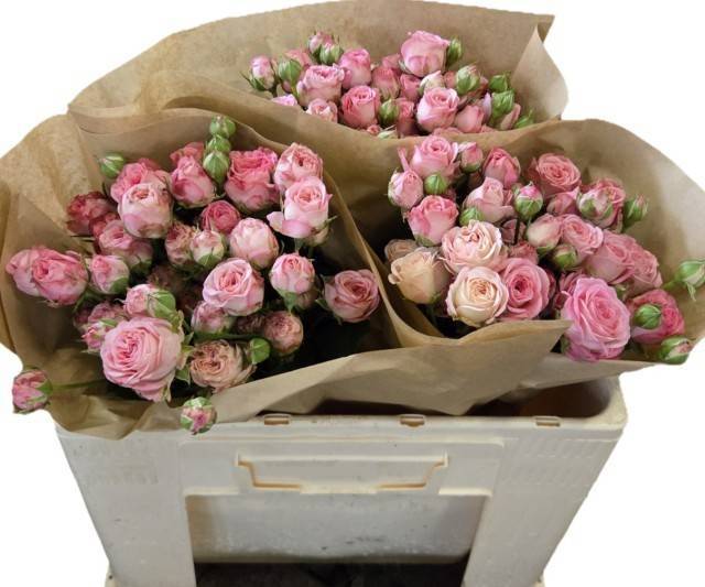 Роза куст. Кэнди Йо-Йо 50, шт. Роза куст. Кэнди Йо-Йо 50, шт.