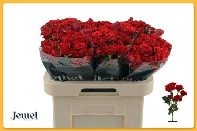 Роза куст. Мирабель 60, шт.