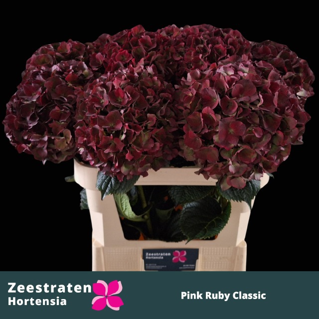 Гортензия Мэджикал Пинк Руби Классик 80, шт.
