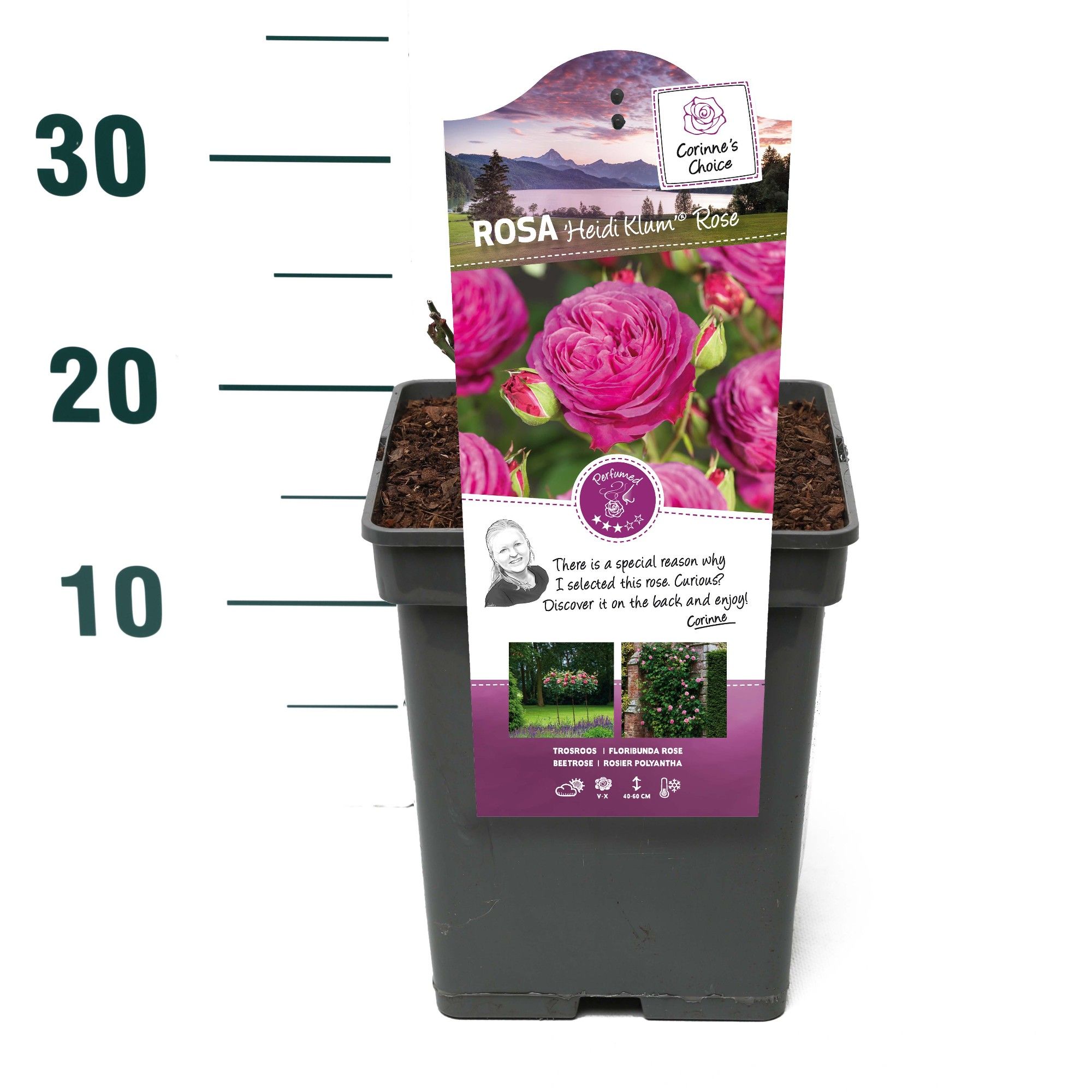 Rosa 'Heidi Klum Rose' - Struik - VP5 - Categorie 3, D 23