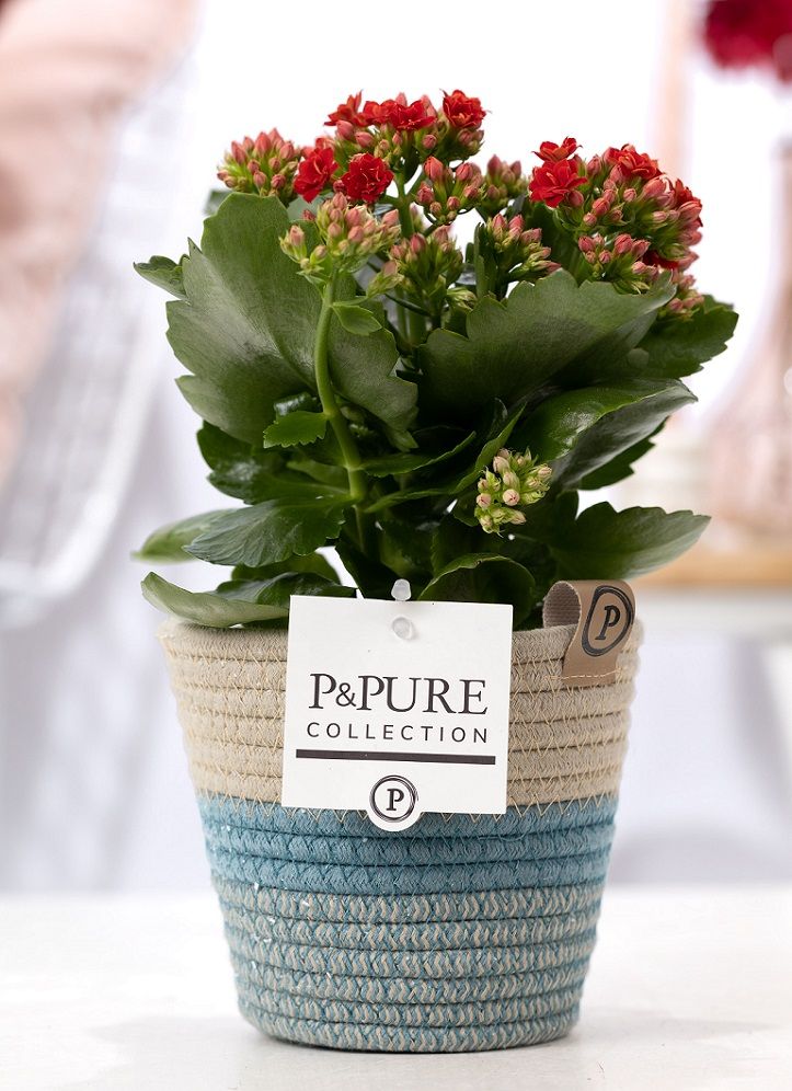 Kalanchoe red in P&PURE Fashionpot Valerie, D 12