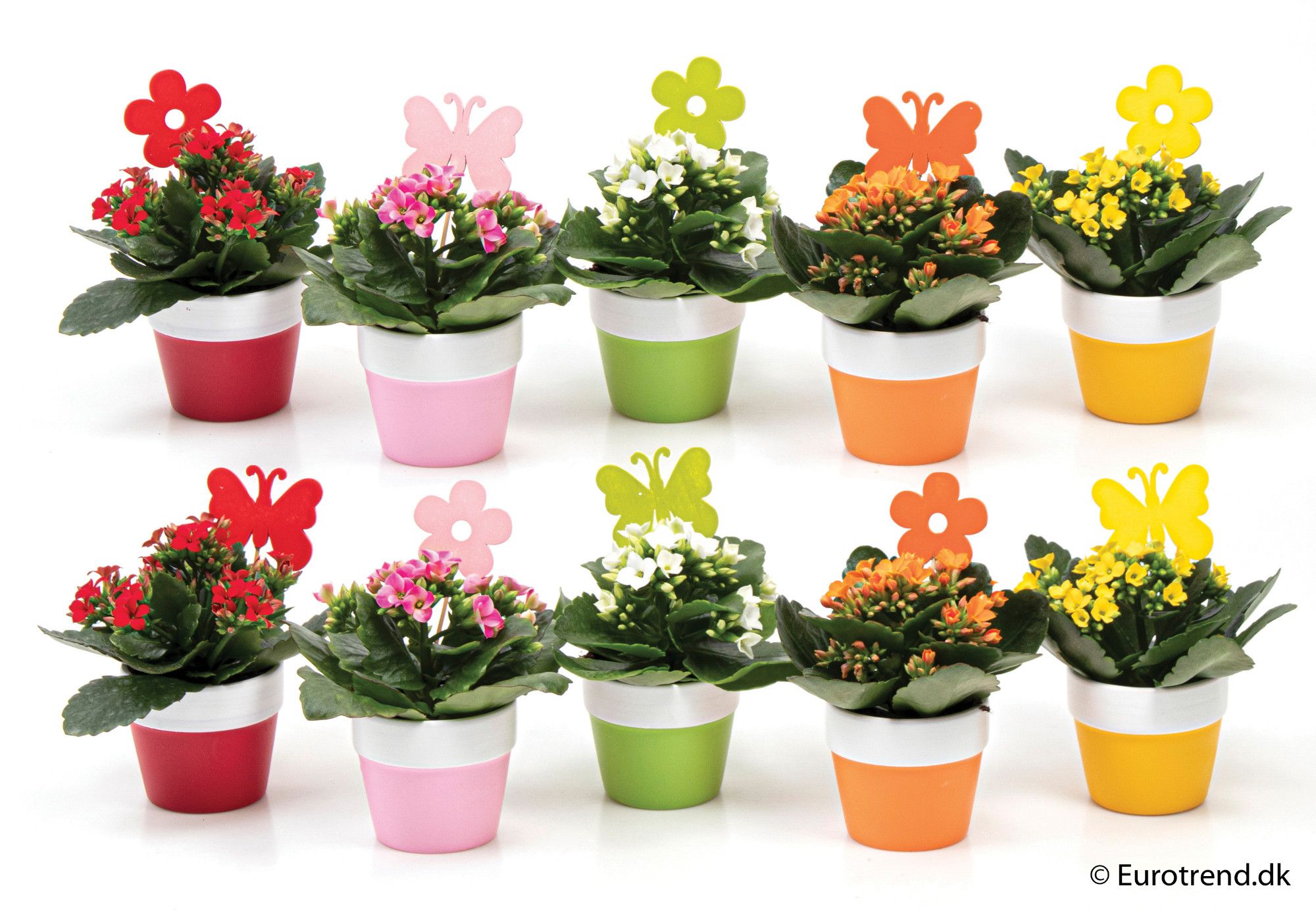 Kalanchoe in ceramic - Spring, Summer & Autumn 2025, D 6 cm Kalanchoe in ceramic - Spring, Summer & Autumn 2025, D 6 cm
