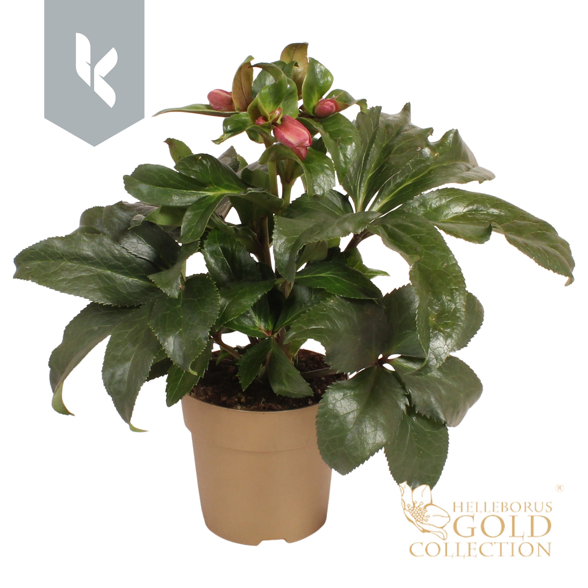 HGC Helleborus Ice N Roses Early Rose in het goud, D 15 cm