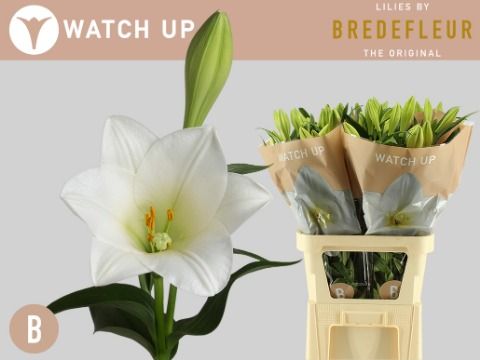 Лилия Вотч Ап 95 (бел.), шт.