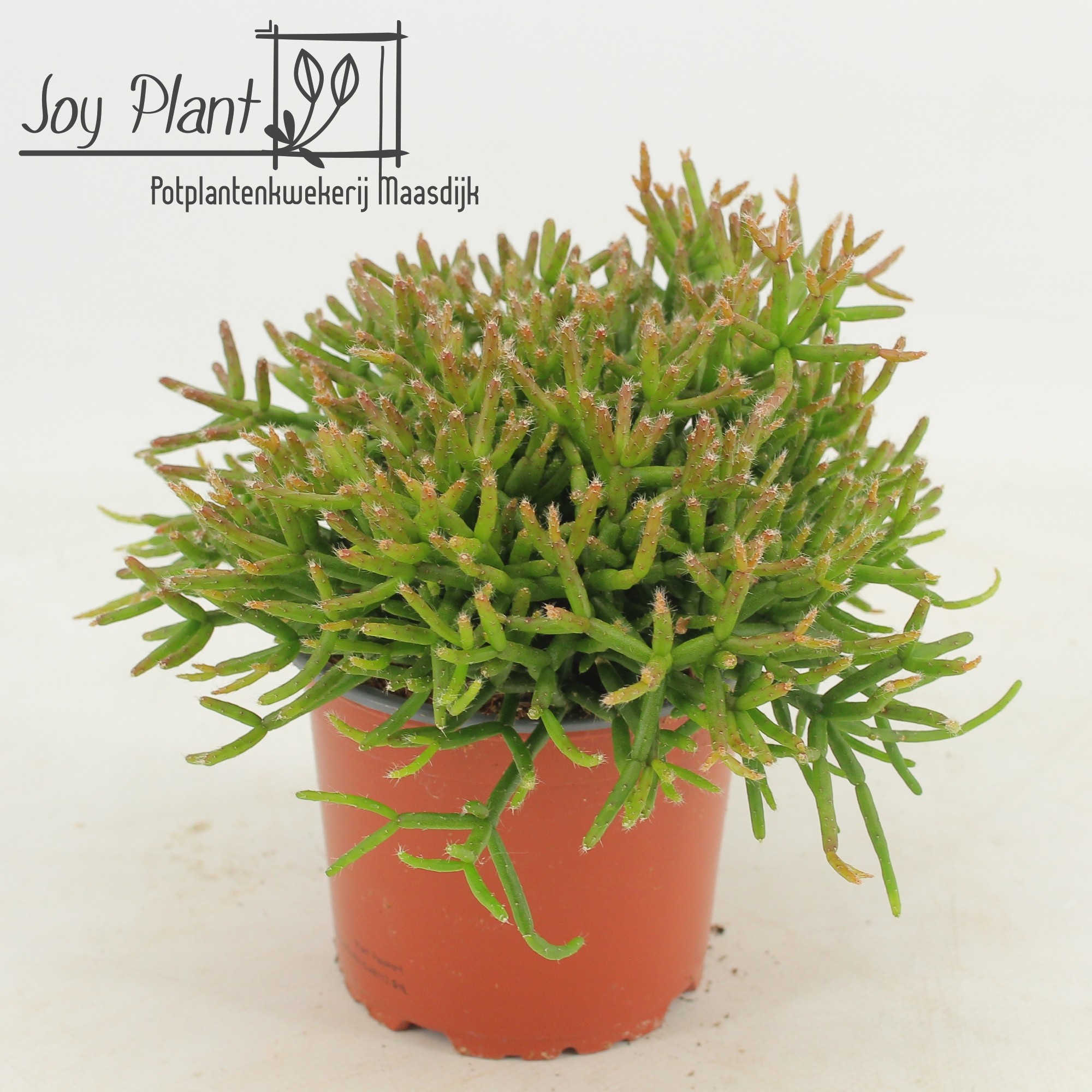 Rhipsalis Burchelli p12 zonder etiket, D 12