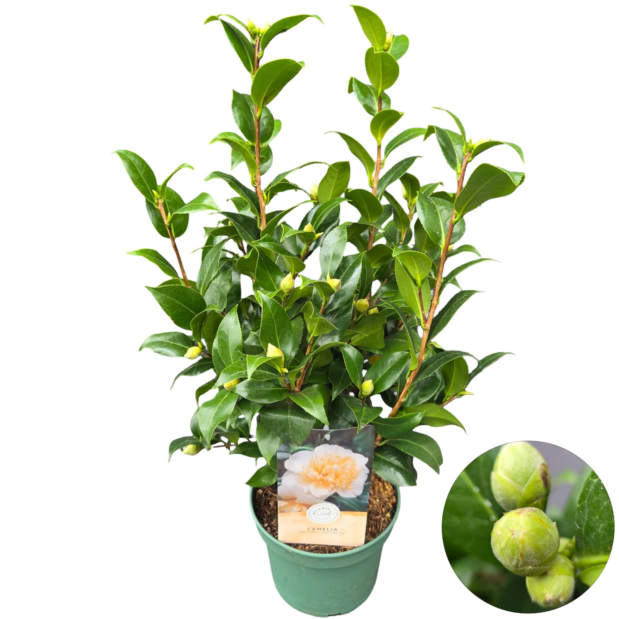 Camellia jap. 'Yellow', D 19