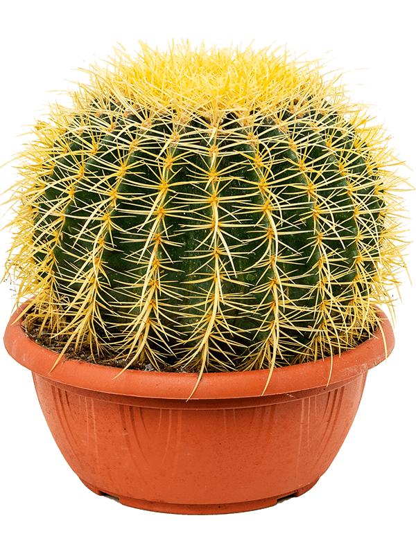 Echinocactus grusonii, D 25 cm