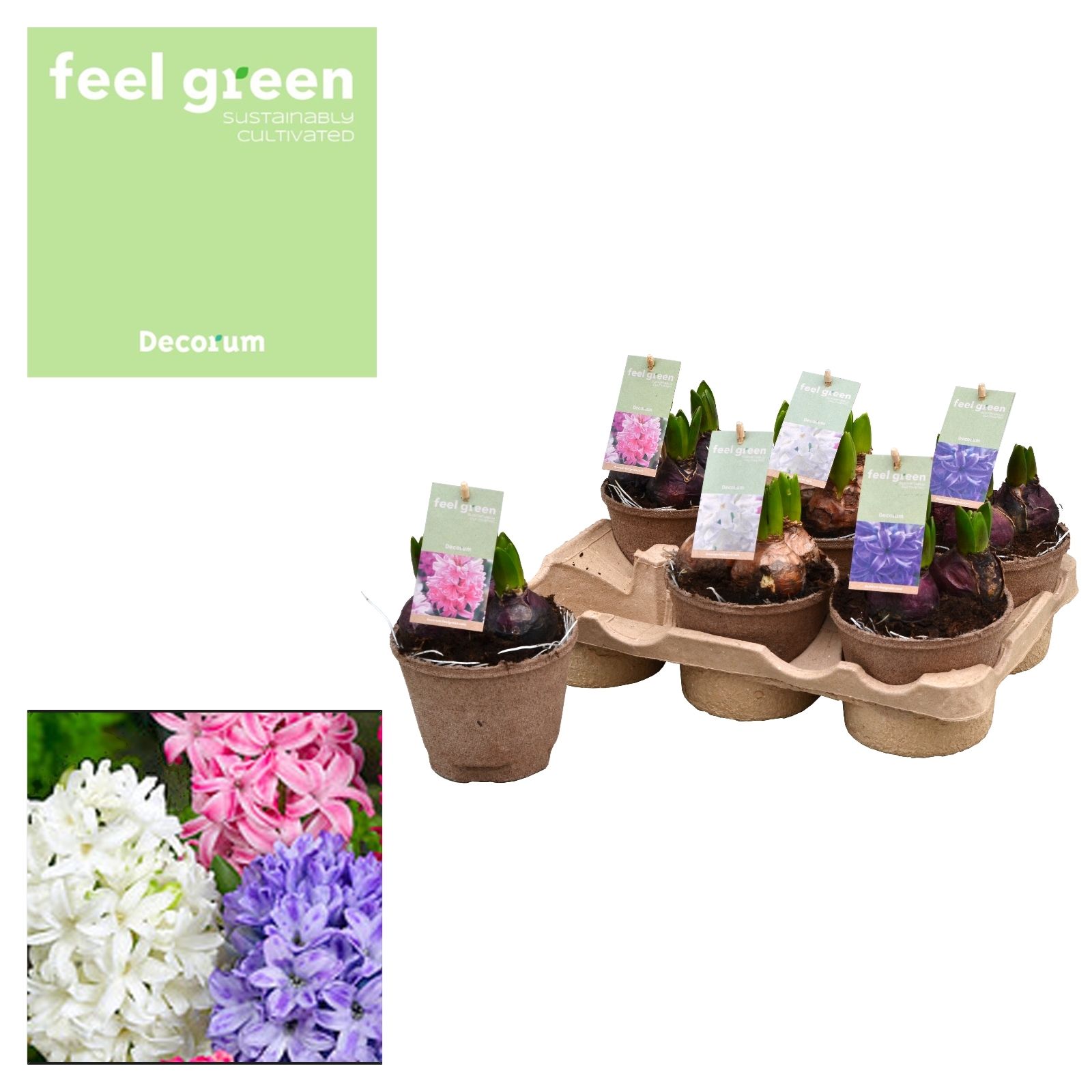 Hyacint Gemengd FEEL GREEN, D 12