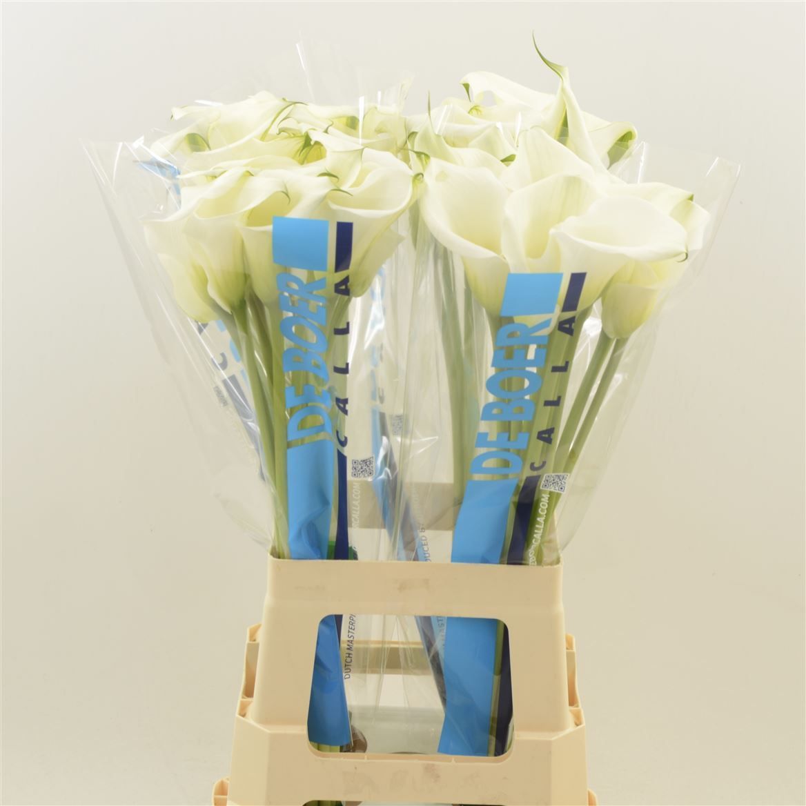 Калла Кэптен Вентура 65 (бел.), шт.