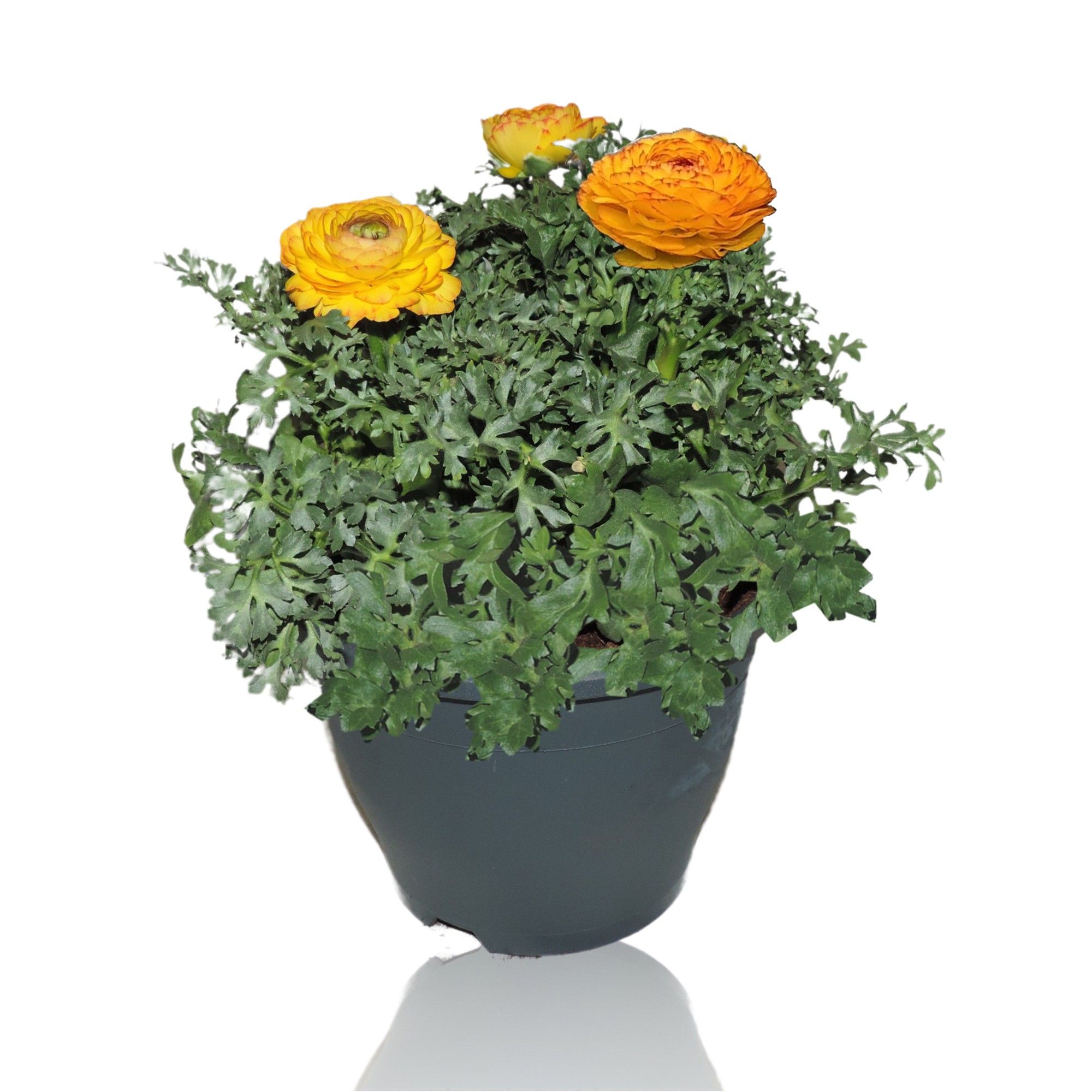 Ranunculus Sprinkles Patiopot 19 cm Rood-Geel, D 19