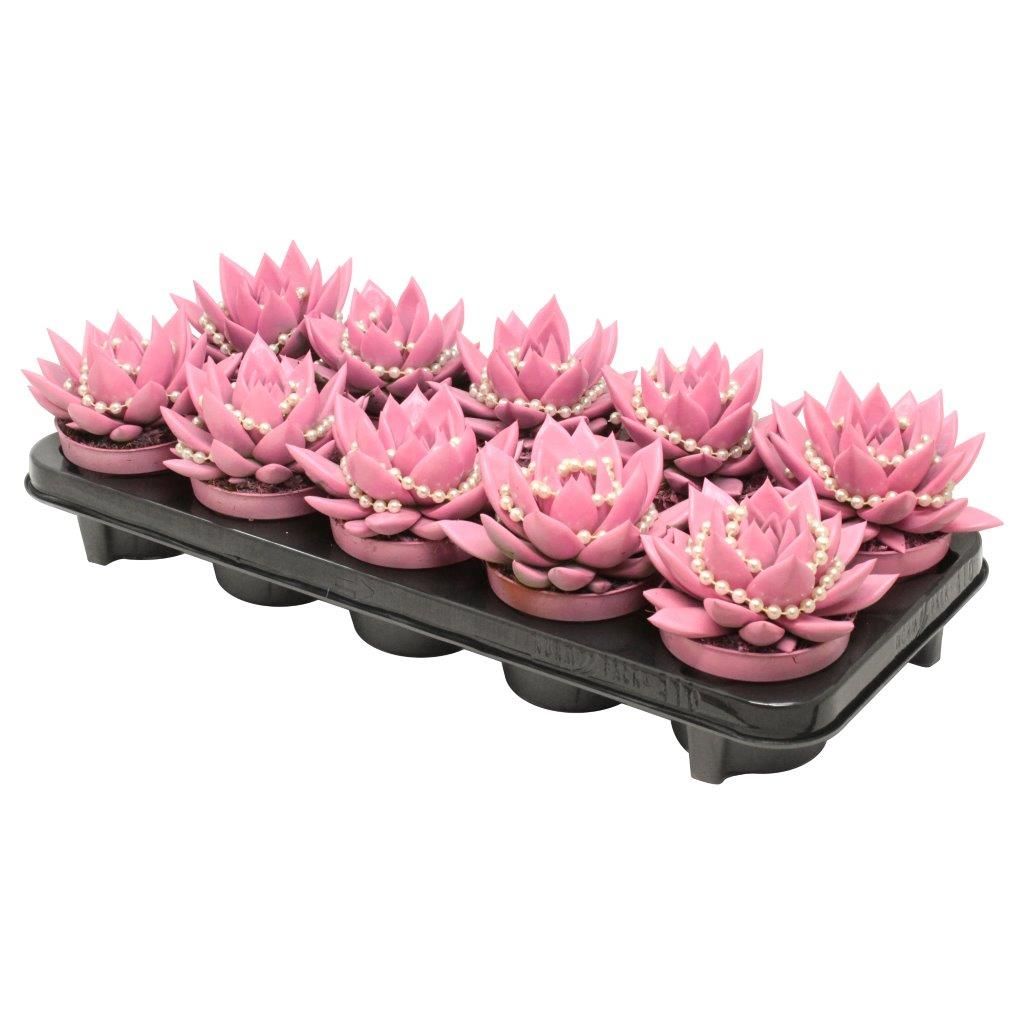 Miranda coloured pink + chain, D 10,5