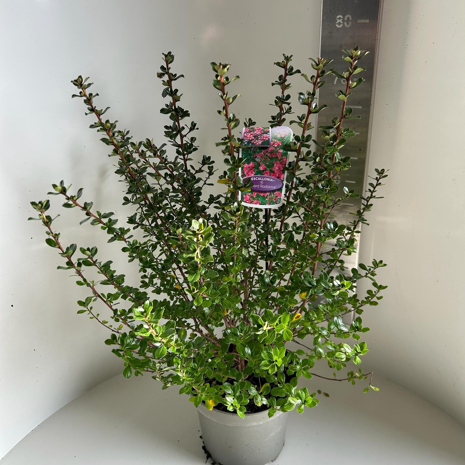 Escallonia Donard Radiance, D 23