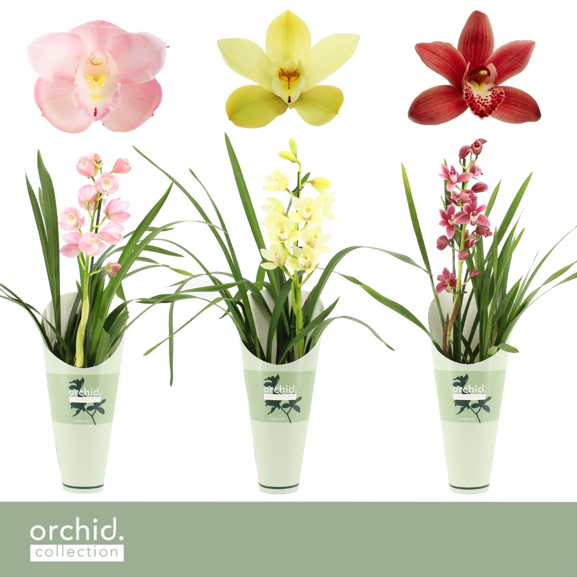 Cymbidium, Mix 1-spike 'Orchid Collection' Potcover, D 12