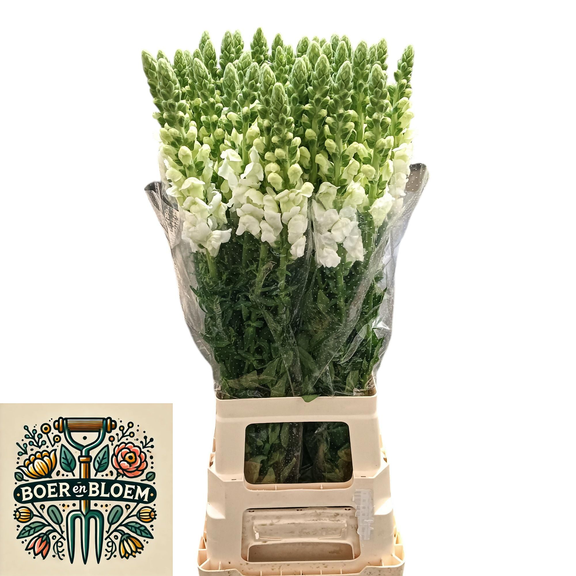 Антирринум Потомак Эрли Вайт, шт.