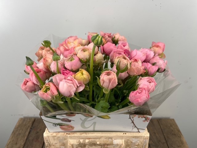 Ранункулус Элеганс Пастель 45, шт.