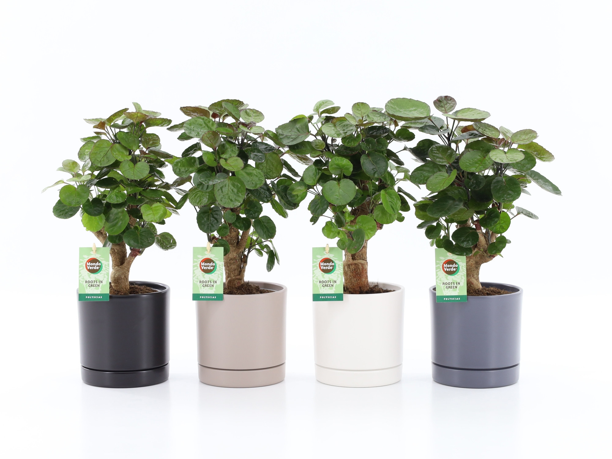 Polyscias Fabian in Hainan keramiek 4 kleuren, D 13