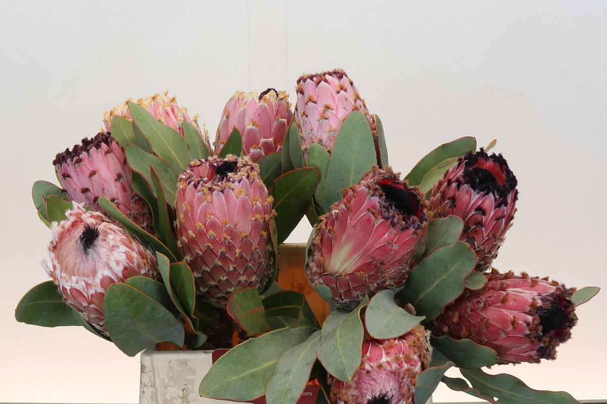 Протея Магнифика 40, шт.