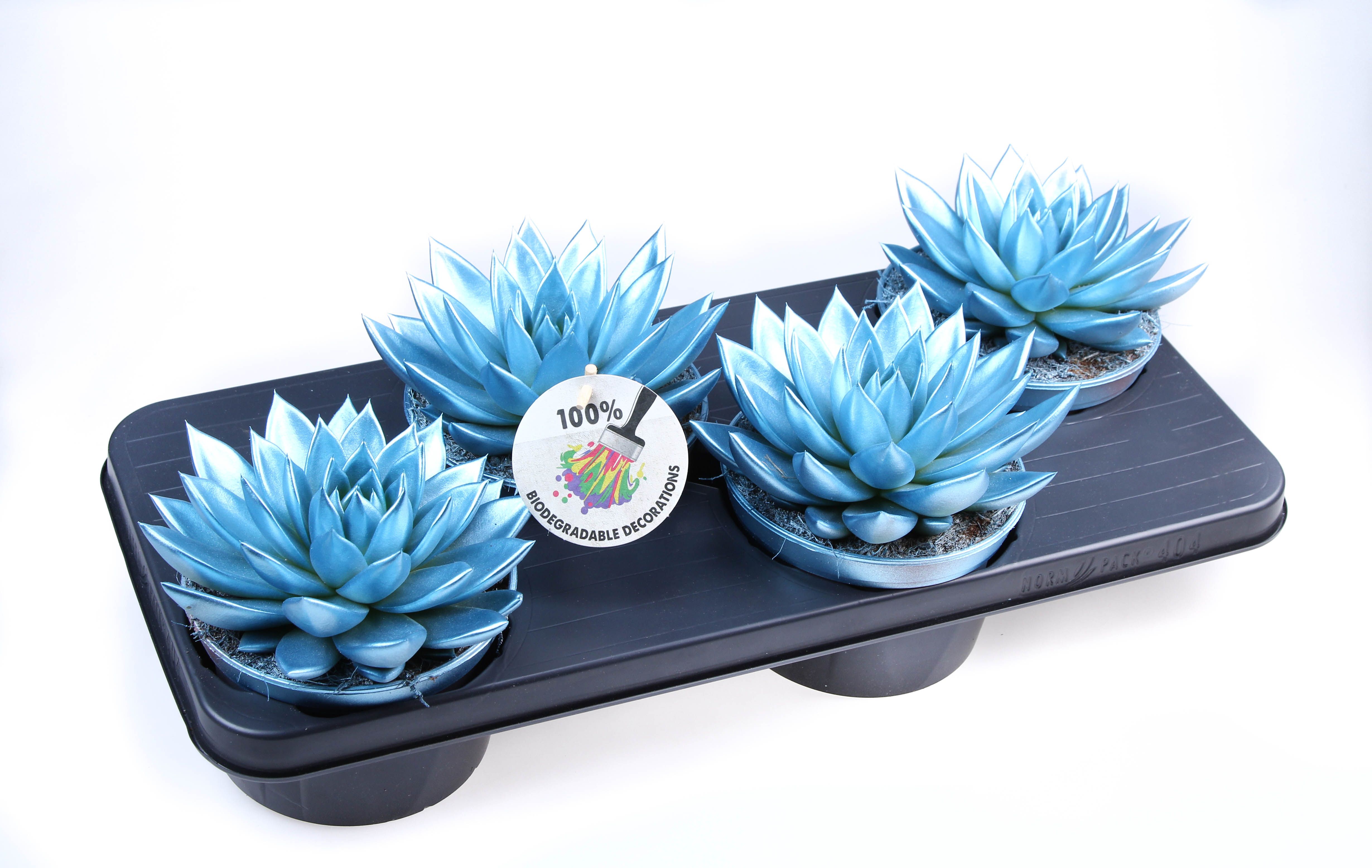 Rainbow Metallic blue, D 15